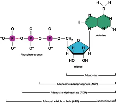 Adenosine CAS: 58-61-7/pharma grade/ cosmetic grade/ microbiological endotoxin control