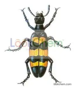 Blister Beetle Extract Cantharidin 98%