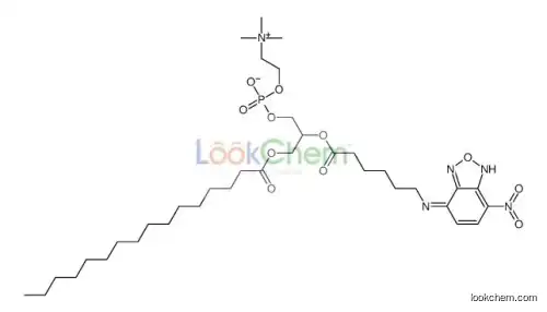 [3-hexadecanoyloxy-2-[6-[(4-nitro-2,1,3-benzoxadiazol-7-yl)amino]hexanoyloxy]propyl] 2-(trimethylazaniumyl)ethyl phosphate