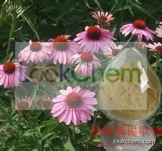 factory supply high quality Echinacea Herb P.E