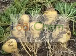 Maca extract