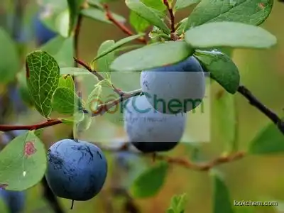 Chinese blueberry extract Anthocyanoside:10%-25%