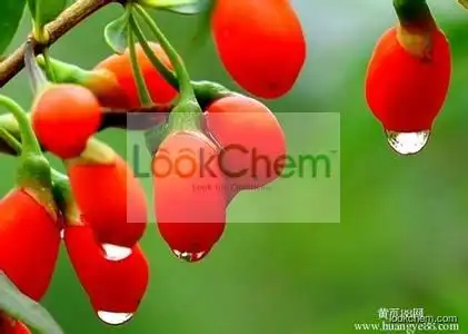 high quality Barbury Wolfberry fruit P.E.by manufacturer