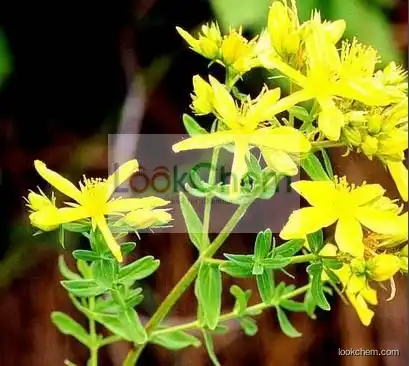 Natural St John's wort P.E. (hyperforin perforatum extract) Hypericin