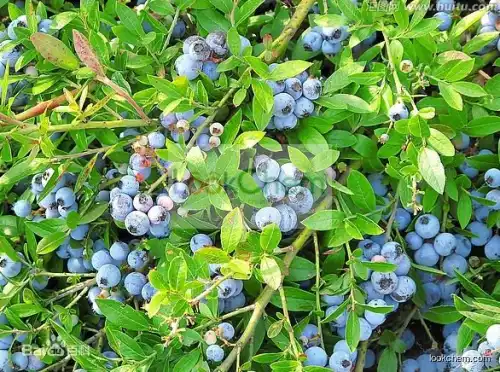 Natural Organic Bilberry extract anthocyanidin