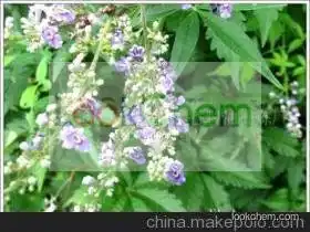 pure vitex oil essential oil