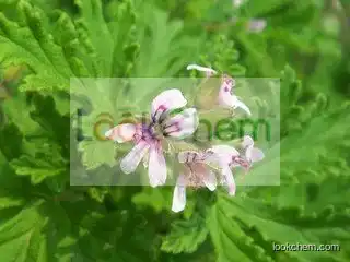 100% Natural Pure Geranium Essential Oil Manufactory Supply