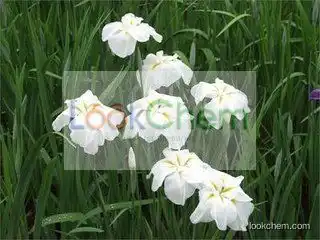 herbal product rhizoma acori tatarinowii oil