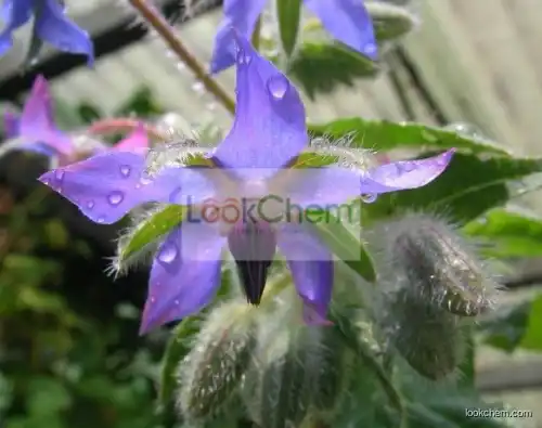 Hot sale high quality Borage oil Content of 99%