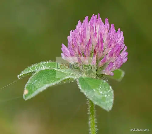 Trifolium pratense