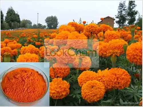 China 100% Natural Marigold Extract Zeaxanthine Powder 5%