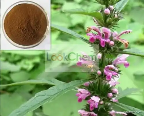 Top Quality Motherwort Extract,Motherwort Powder Extract,Motherwort P.E.4:1~20:1