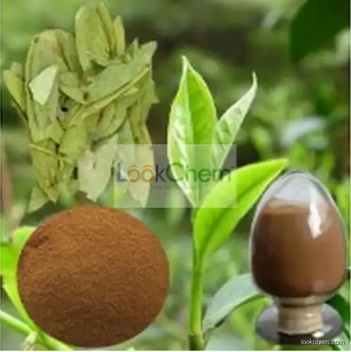 China Supply Folium Senna Leaf Extract/Sennae Folium P.E./Sennoside A+B