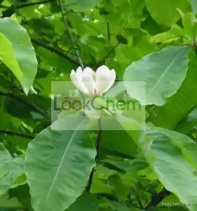 Cortex Magnoliae Officinalis P.E Magnolol 98%/High Quality Honokiol/Magnolia Officinalis Extract Powder, Magnolia Officinalis P.E.