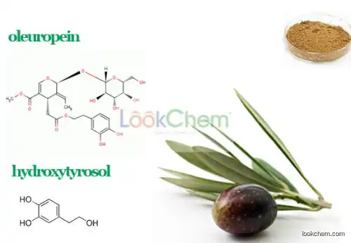 Olive leaf Extract Oleuropein, Olive leaf Extract Oleuropein 98%, Natural Olive leaf Extract Oleuropein