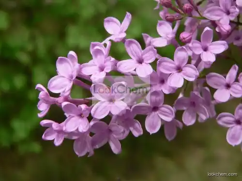 GMP Standard Manufacturer Supply Lilac Extract