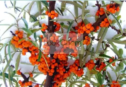 Sea Buckthorn Fruit Extract Flavones 5%~60%