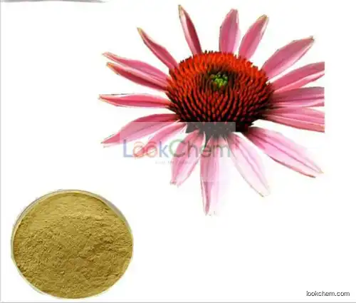Echinacea Extract, Echinacea Extract Powder, Echinacea P.E. 2%4% Cichoric Acid