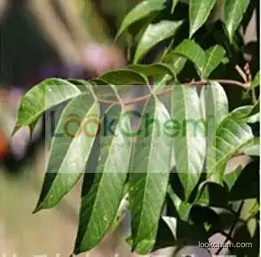 Olive Leaf Extract Polyphenol 15% 30%