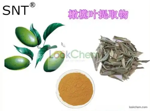 Olive Leaf Extract Polyphenol 15% 30%