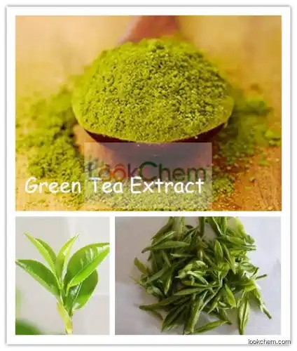 Hot Sale Factory Supply 100% Natural Green Tea Extract Tea Polyphenols 98%
