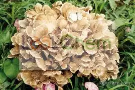 100% Natural Maitake Mushroom Extract Powder/Hen of the Woods Extract