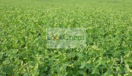 100% Natural Buckwheat Extract Rutin 60%, Grain buckwheat Extract