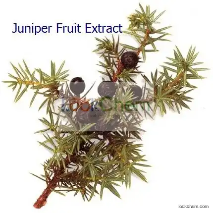 100% Natural Juniper Fruit Extract Stiffleaf juniper cone Extract