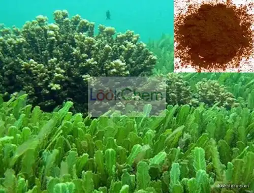 High quality Salt alga extract Beta carotene with 10%