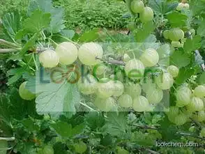 High Quality Phyllanthus Extract//Phyllanthus Emblica P.E.//Phyllanthus Emblica L.(Polyphenols 30%~40%)