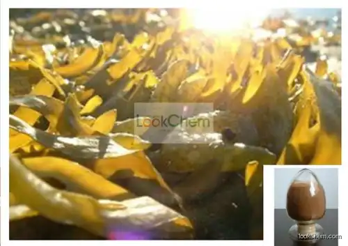 Natural Bladderwrack Seaweed Kelp Extract Fucoxanthin