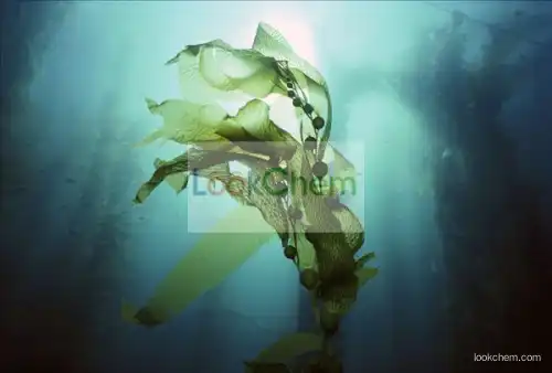 Natural Bladderwrack Seaweed Kelp Extract Fucoxanthin