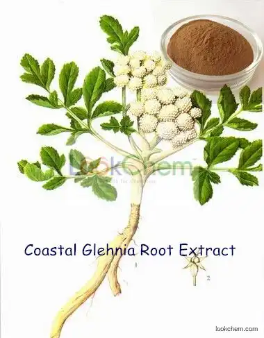 Coastal Glehnia Root Extract Glehnia Root Extract, Coasiai Giehnia Root Extract