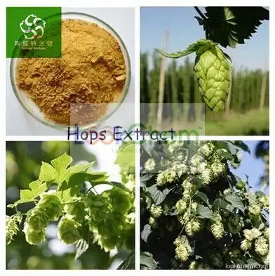 Hops Extract/Extract Powder, Hops Flower Extract /Extract Powder