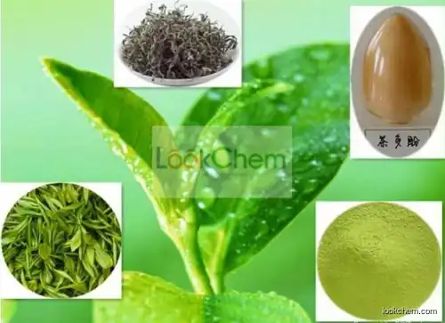 GMPManufacturer Supply Green Tea P.E ,Green Tea Leaf Extract