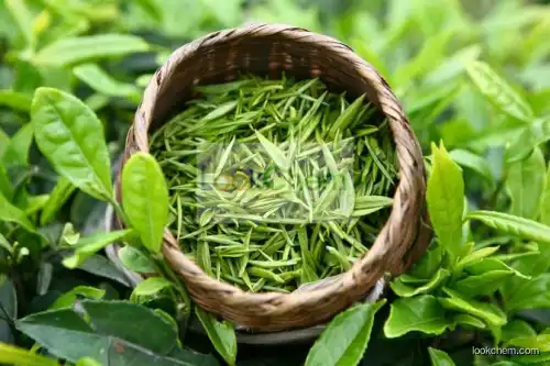 GMPManufacturer Supply Green Tea P.E ,Green Tea Leaf Extract