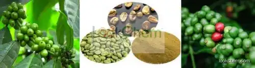 GMP Manufacturer Supply High QualityGreen Coffee Bean Extract powder, Coffee Bean Extract ,Total Chlorogenic acids 45%, 50%, 70%