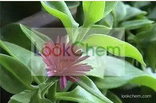 High Quality Andrographis Paniculata Extract, Andrographis Paniculata P.E., Andrographis Extract 98% Andrographolide