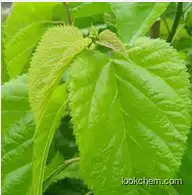 100% Natural Mulberry Leaf Extract (1-DNJ)1%/Mulberry Leaf Extract Powder