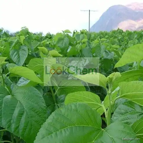 100% Natural Mulberry Leaf Extract (1-DNJ)1%/Mulberry Leaf Extract Powder