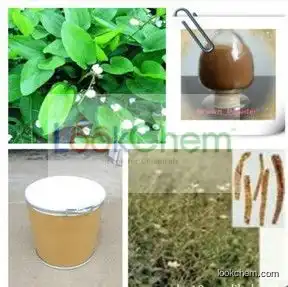 Natural Bupleurum falcatum Extract, Bupleurum chinense P.E.,Bupleurum scorzonerifolium Wild. Extract powder