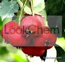 Natural Hawthorn Extract, Hawthorn Fruit Extract, Hawthorn Berry Extract, Hawthorn Fruit P. E.