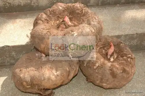 Supply Pure Konjac Extract Powder Glucomannan