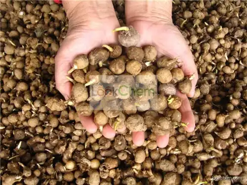 China Manufacturer Pinellia tuber extracts/Pinellia Tuber Extract Powder, Pinellia Tuber Extract Supplier 4:1~20:1