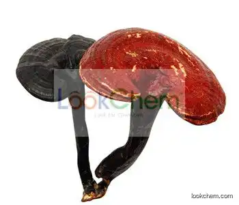 Reishi Mushroom Extract Polysaccharides Triterpenoids 10%20%30%40%