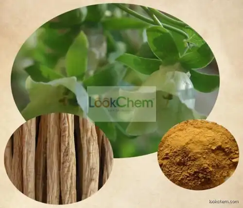 Codonopsis Powder, Codonopsis Powder Extract, Natural Codonopsis Powder