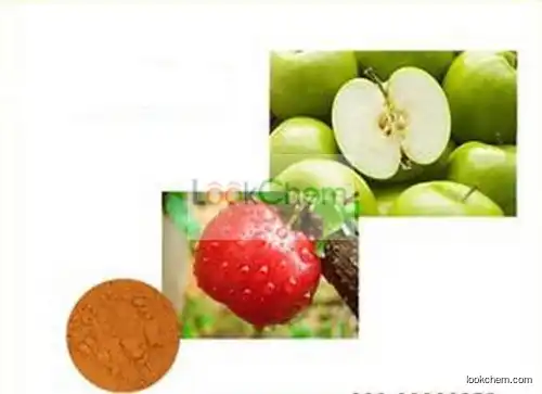 Apple Wood Extract/Green Apple Extract Polyphenols 70%75%80%