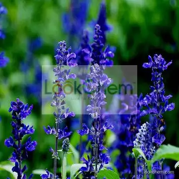 Salvia Extract , Salvia Extract Powder , Salvia P.E.