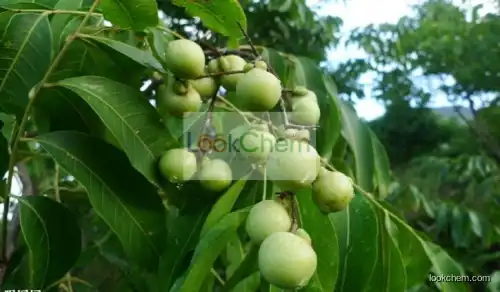 Soapberry Extract Soapnut Saponin 40% 70%