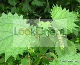 Top quality nettle leaf extract powder